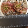 Седум (Sedum rubrotinctum cv Aurora variegata)