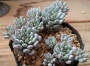 Граптопеталум (Graptopetalum pachyphyllum sp. Blue Beans)