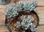 Граптопеталум (Graptopetalum pachyphyllum sp. Blue Beans)