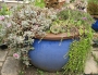 Седум (Sedum spurium Variegata)