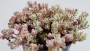 Седум (Sedum spurium Variegata)