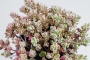 Седум (Sedum spurium Variegata)