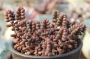 Седум стахлии (Sedum stahlii)