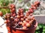 Седум стахлии (Sedum stahlii)