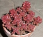 Седум стахлии (Sedum stahlii)
