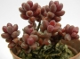Седум стахлии (Sedum stahlii)