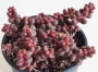 Седум стахлии (Sedum stahlii)