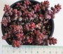 Седум стахлии (Sedum stahlii)