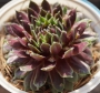 Семпервивум арахноидеум сорт Елвис (Sempervivum X arachoideum cv. Elvis)