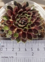 Семпервивум арахноидеум сорт Елвис (Sempervivum X arachoideum cv. Elvis)