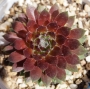 Семпервивум арахноидеум сорт Елвис (Sempervivum X arachoideum cv. Elvis)