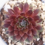 Семпервивум арахноидеум сорт Елвис (Sempervivum X arachoideum cv. Elvis)
