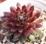 Семпервивум арахноидеум сорт Елвис (Sempervivum X arachoideum cv. Elvis)