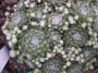 Семпервивум, Дебелец, Бабин квас, Алпийска роза, малка (Sempervivum arachnoideum tomentosum)