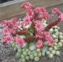 Семпервивум, Дебелец, Бабин квас, Алпийска роза, малка (Sempervivum arachnoideum tomentosum)