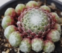 Семпервивум, Дебелец, Бабин квас, Алпийска роза (Sempervivum arachnoideum tomentosum)
