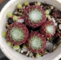 Семпервивум, Дебелец, Бабин квас, Алпийска роза (Sempervivum arachnoideum tomentosum)