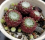 Семпервивум, Дебелец, Бабин квас, Алпийска роза (Sempervivum arachnoideum tomentosum)