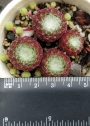 Семпервивум, Дебелец, Бабин квас, Алпийска роза (Sempervivum arachnoideum tomentosum)