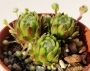Семпервивум Жовибарба (Sempervivum Jovibarba hirta)