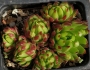 Семпервивум Жовибарба (Sempervivum Jovibarba hirta)