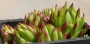 Семпервивум Жовибарба (Sempervivum Jovibarba hirta)