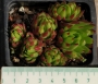 Семпервивум Жовибарба (Sempervivum Jovibarba hirta)