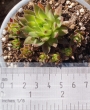 Семпервивум (Sempervivum)