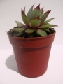 Семпервивум (Sempervivum)