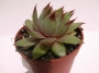 Семпервивум (Sempervivum)