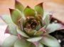 Семпервивум (Sempervivum)