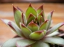 Семпервивум (Sempervivum)