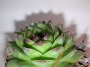 Семпервивум (Sempervivum)