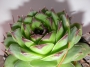 Семпервивум (Sempervivum)