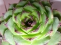 Семпервивум (Sempervivum)