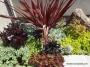 Семпервивум (Sempervivum)