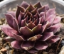 Семпервивум (Sempervivum)