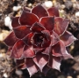 Семпервивум (Sempervivum)