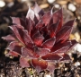 Семпервивум (Sempervivum)