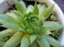 Семпервивум (Sempervivum Jovibarba arenaria)
