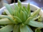 Семпервивум (Sempervivum Jovibarba arenaria)