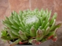 Семпервивум (Sempervivum)