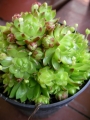 Семпервивум Жовибарба (Sempervivum Jovibarba hirta)