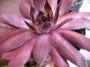 Семпервивум (Sempervivum)