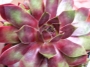Семпервивум (Sempervivum)