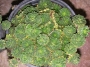 Семпервивум, дебелец, алпийска роза (Sempervivum)