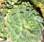 Семпервивум, дебелец, алпийска роза (Sempervivum)