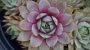 Семпервивум (Sempervivum)