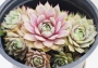 Семпервивум (Sempervivum)