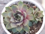 Семпервивум (Sempervivum)